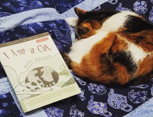                                 Tôi là một con mèo là một cuốn sách đáng đọc